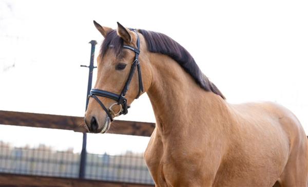 Grote foto valk e pony dieren en toebehoren paarden