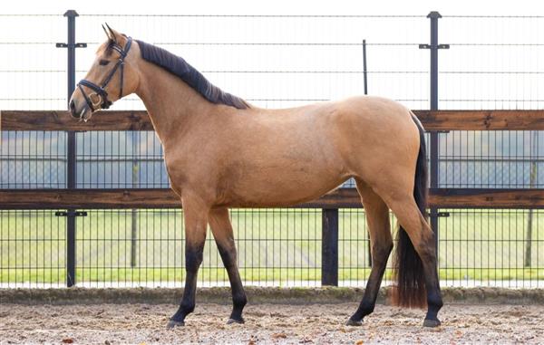 Grote foto valk e pony dieren en toebehoren paarden