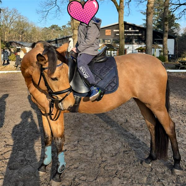 Grote foto valk e pony dieren en toebehoren paarden
