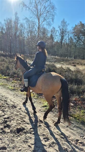 Grote foto valk e pony dieren en toebehoren paarden