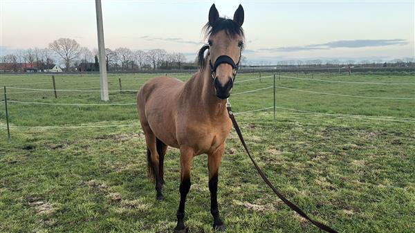 Grote foto valk e pony dieren en toebehoren paarden