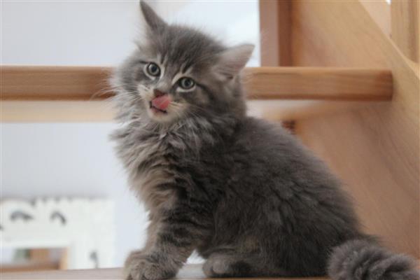 Grote foto maine coon kittens te koop dieren en toebehoren raskatten langhaar