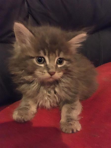 Grote foto maine coon kittens te koop dieren en toebehoren raskatten langhaar
