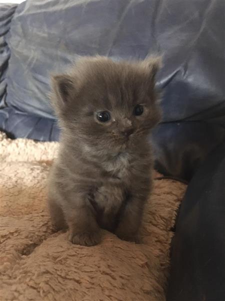 Grote foto maine coon kittens te koop dieren en toebehoren raskatten langhaar