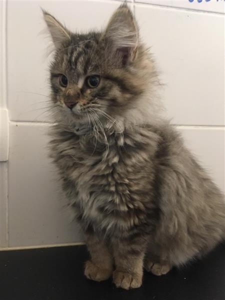 Grote foto maine coon kittens te koop dieren en toebehoren raskatten langhaar