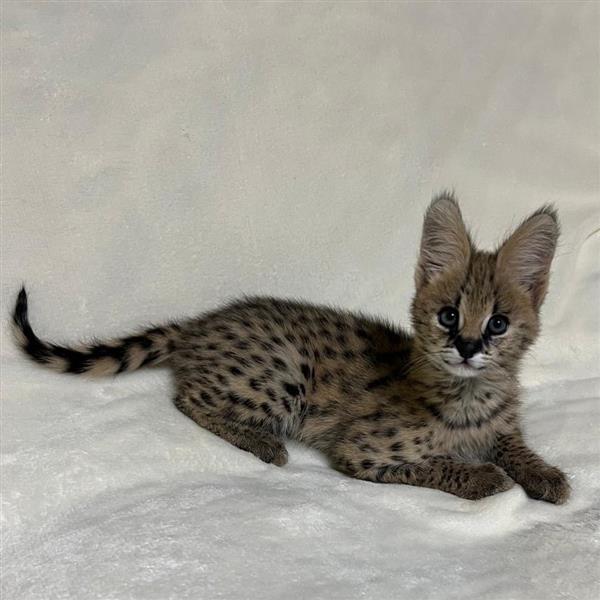 Grote foto chatons serval exotiques de haute qualit dieren en toebehoren poezen