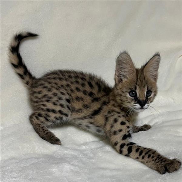 Grote foto chatons serval exotiques de haute qualit dieren en toebehoren poezen