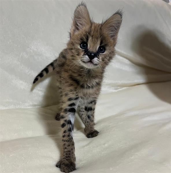 Grote foto chatons serval exotiques de haute qualit dieren en toebehoren poezen