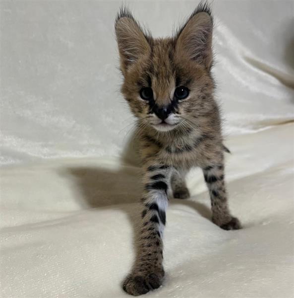 Grote foto chatons serval exotiques de haute qualit dieren en toebehoren poezen
