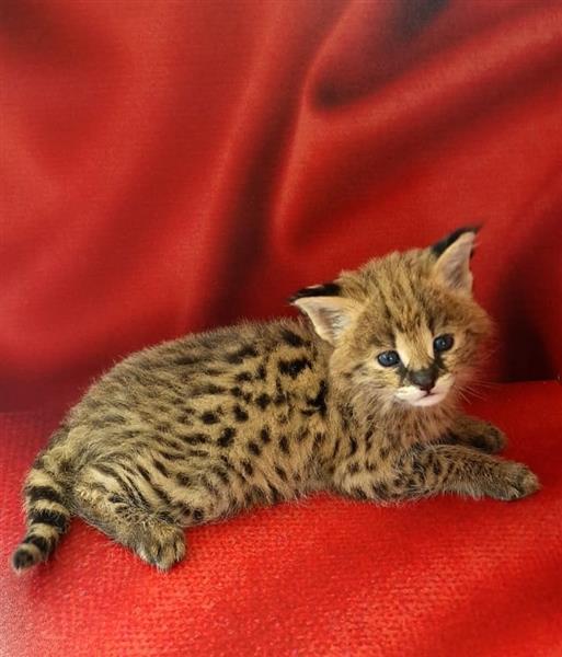 Grote foto chatons serval exotiques de haute qualit dieren en toebehoren poezen