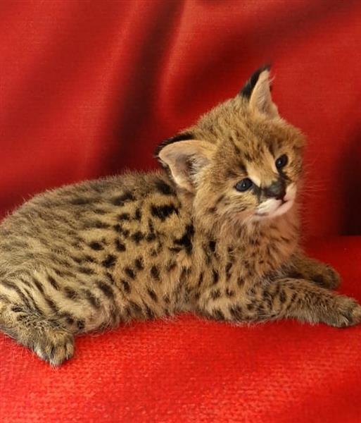 Grote foto chatons serval exotiques de haute qualit dieren en toebehoren poezen