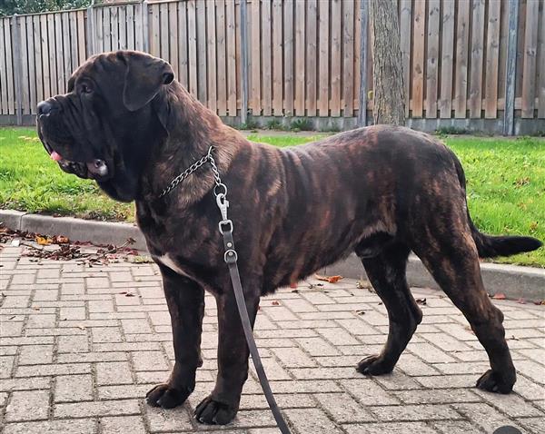 Grote foto dekreu aangeboden mastino mastiff dieren en toebehoren dekreuen