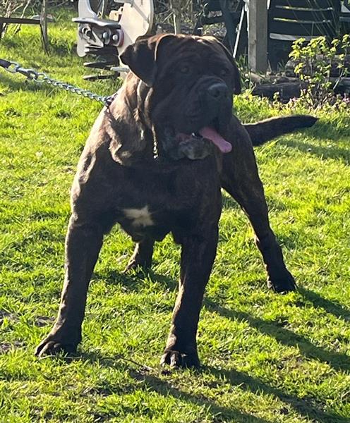 Grote foto dekreu aangeboden mastino mastiff dieren en toebehoren dekreuen