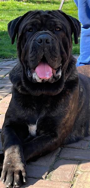 Grote foto dekreu aangeboden mastino mastiff dieren en toebehoren dekreuen