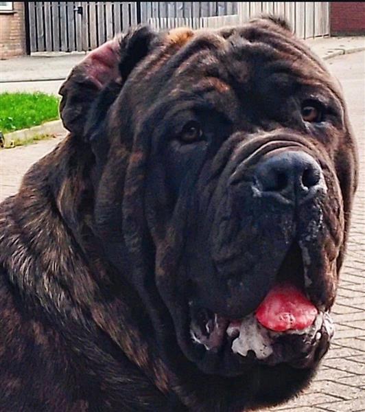 Grote foto dekreu aangeboden mastino mastiff dieren en toebehoren dekreuen