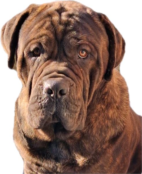 Grote foto dekreu aangeboden mastino mastiff dieren en toebehoren dekreuen