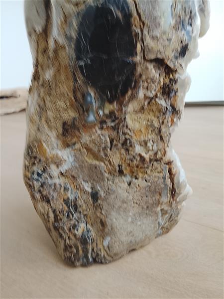 Grote foto botryoidale chalcedoon op versteend hout verzamelen mineralen en fossielen