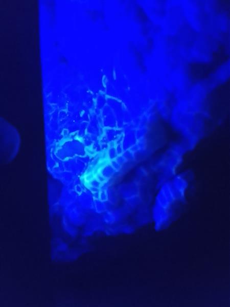 Grote foto botryoidale chalcedoon op versteend hout verzamelen mineralen en fossielen