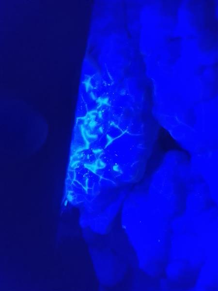 Grote foto botryoidale chalcedoon op versteend hout verzamelen mineralen en fossielen