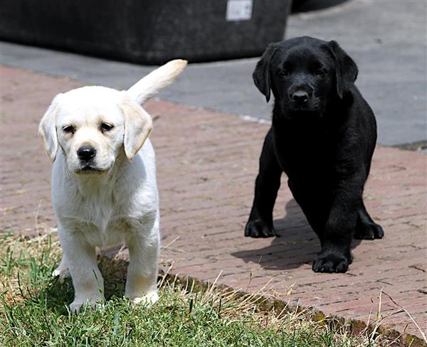 Grote foto particulier labrador pups dieren en toebehoren retrievers spani ls en waterhonden
