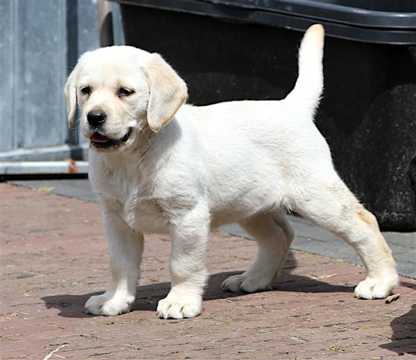 Grote foto particulier labrador pups dieren en toebehoren retrievers spani ls en waterhonden
