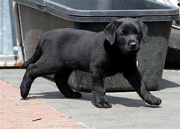 Grote foto particulier labrador pups dieren en toebehoren retrievers spani ls en waterhonden