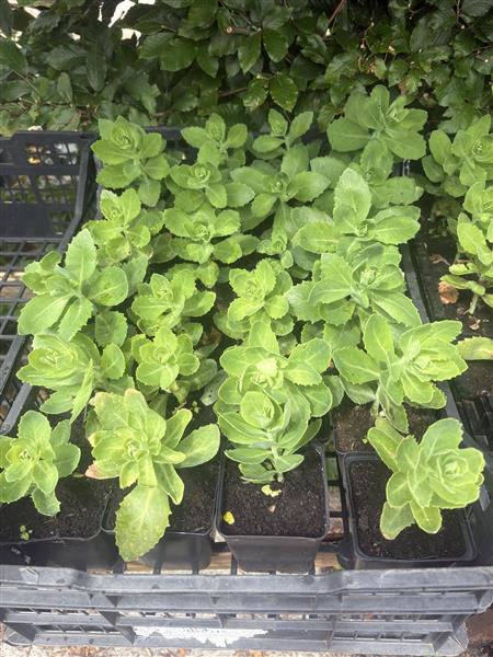 Grote foto lonicera nitida elegant sedum hemelsleutel tuin en terras bloemen en planten