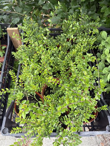 Grote foto lonicera nitida elegant sedum hemelsleutel tuin en terras bloemen en planten