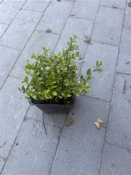 Grote foto lonicera nitida elegant sedum hemelsleutel tuin en terras bloemen en planten