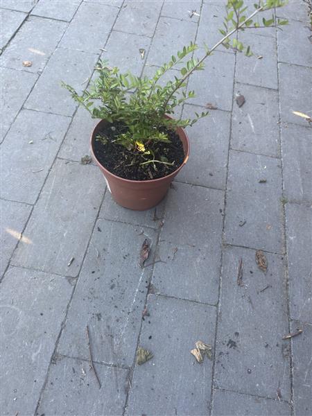 Grote foto lonicera nitida elegant sedum hemelsleutel tuin en terras bloemen en planten