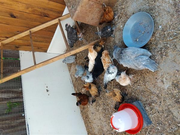 Grote foto kippen baardkrielen dieren en toebehoren pluimvee