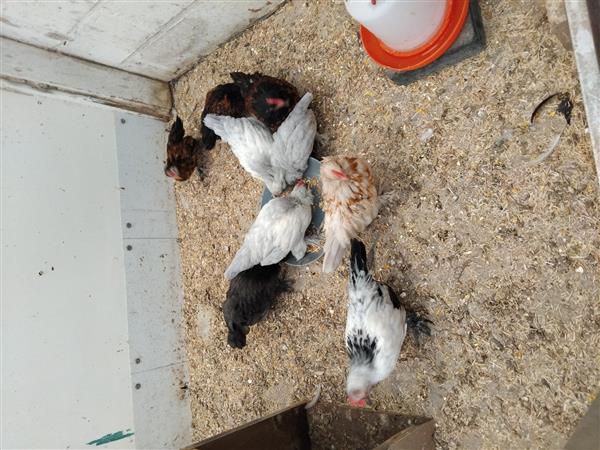 Grote foto kippen baardkrielen dieren en toebehoren pluimvee