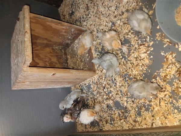 Grote foto kippen baardkrielen dieren en toebehoren pluimvee