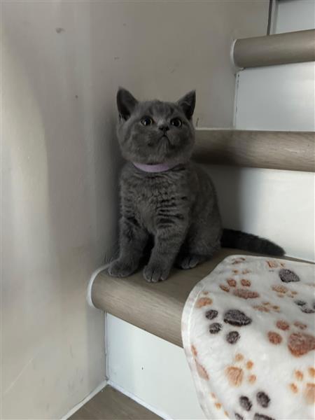 Grote foto britse korthaar kittens dieren en toebehoren raskatten korthaar