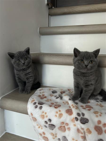 Grote foto britse korthaar kittens dieren en toebehoren raskatten korthaar
