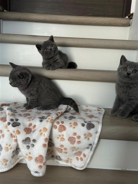 Grote foto britse korthaar kittens dieren en toebehoren raskatten korthaar
