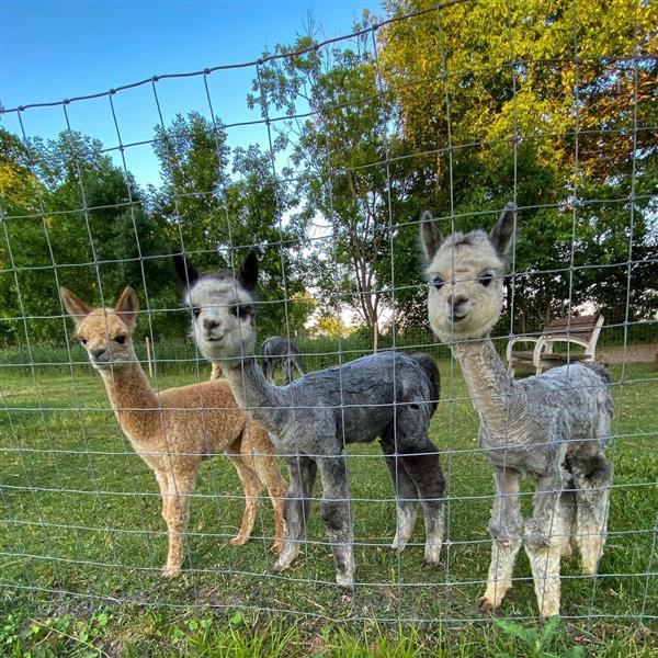 Grote foto alpaca te koop dieren en toebehoren runderen