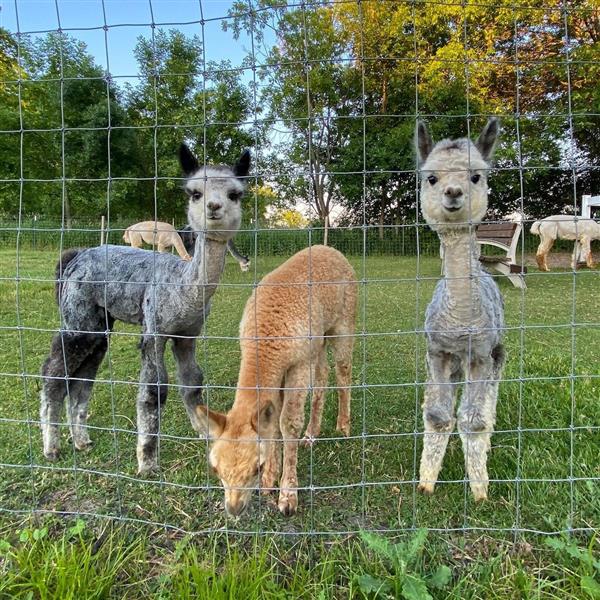Grote foto alpaca te koop dieren en toebehoren runderen