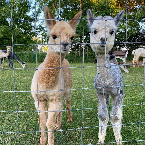 Grote foto alpaca te koop dieren en toebehoren runderen