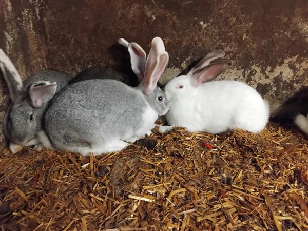 Grote foto jonge konijnen voedsters en rammen dieren en toebehoren konijnen
