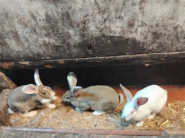 Grote foto jonge konijnen voedsters en rammen dieren en toebehoren konijnen