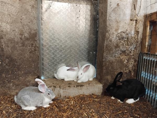 Grote foto jonge konijnen voedsters en rammen dieren en toebehoren konijnen