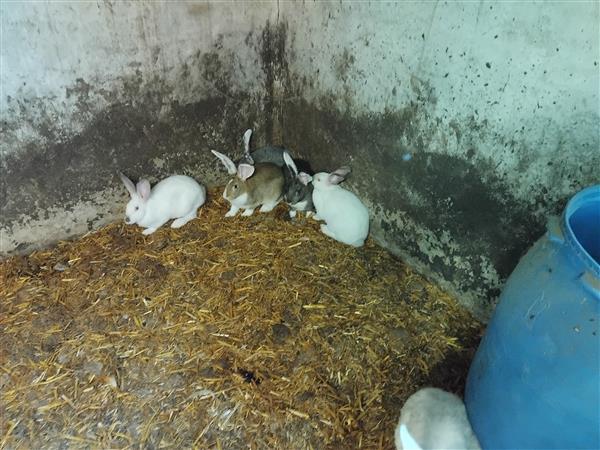 Grote foto jonge konijnen voedsters en rammen dieren en toebehoren konijnen