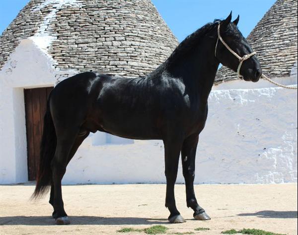 Grote foto puglia vliegveld bari nl b b vakantie italie