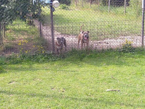 Grote foto hondenpension dieren en toebehoren oppas