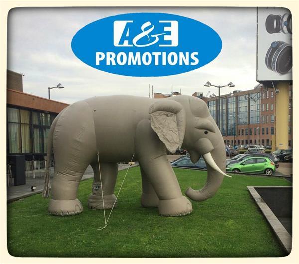 Prachtige Blikvanger Olifant Huren Brabant Gent | Algemeen