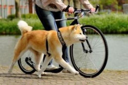 Grote foto steppen met je hond sporten fun fietsen en brommers steppen