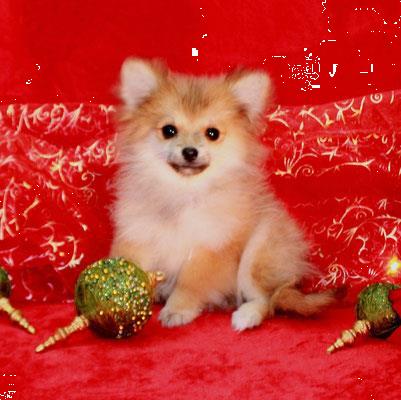 Grote foto pommeren pups met stamboom dieren en toebehoren overige honden