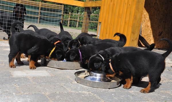 Grote foto lieve en mooie rottweiler puppies dieren en toebehoren overige honden