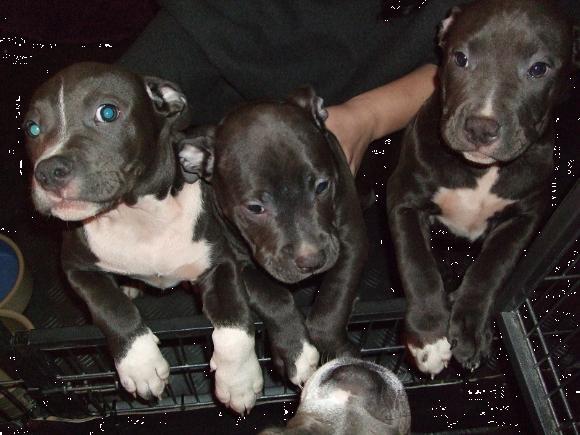 Grote foto american bully xl extreem pups dieren en toebehoren overige honden